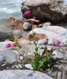 Silene compacta