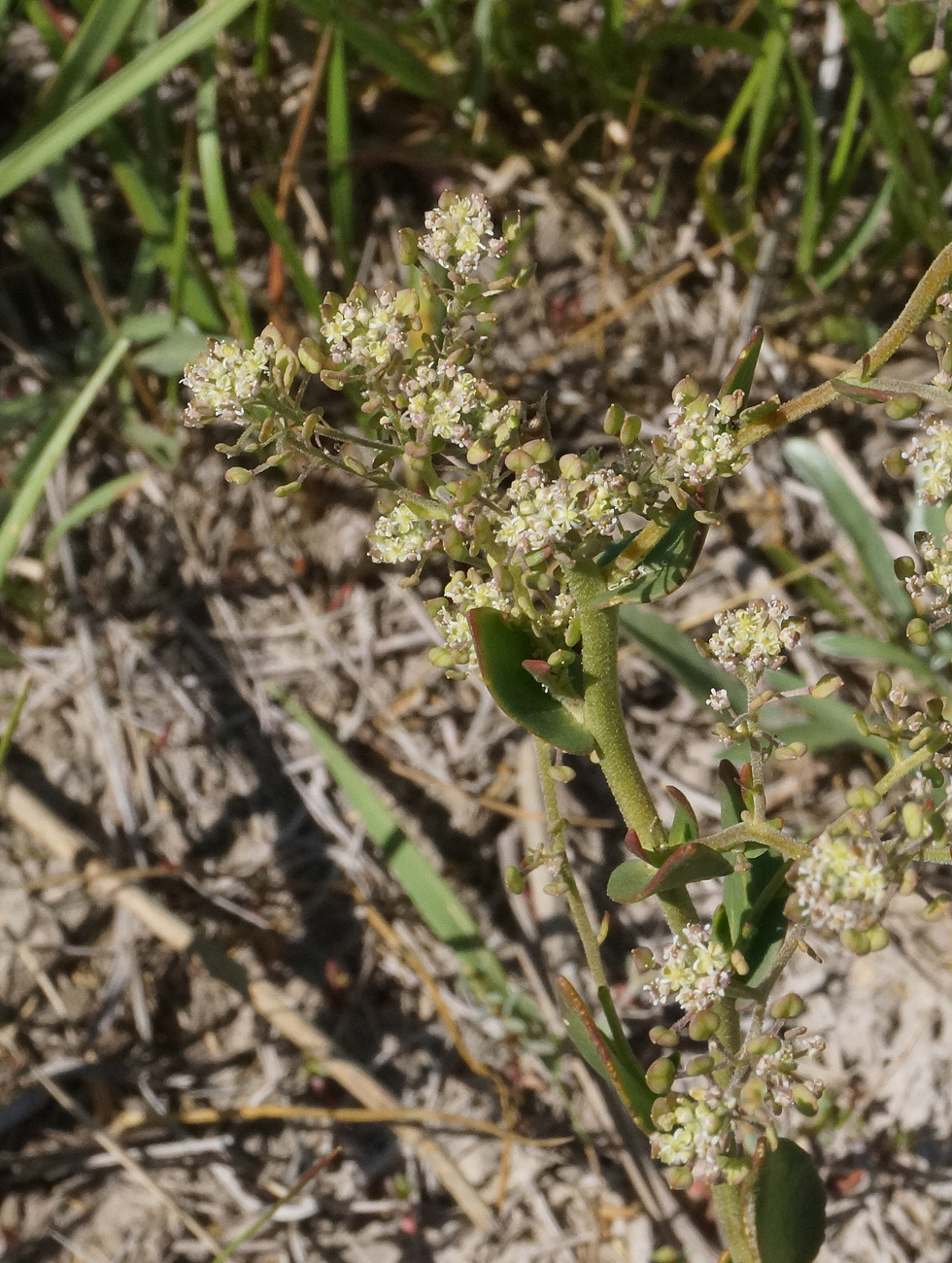 Image of Lepidium cartilagineum specimen.