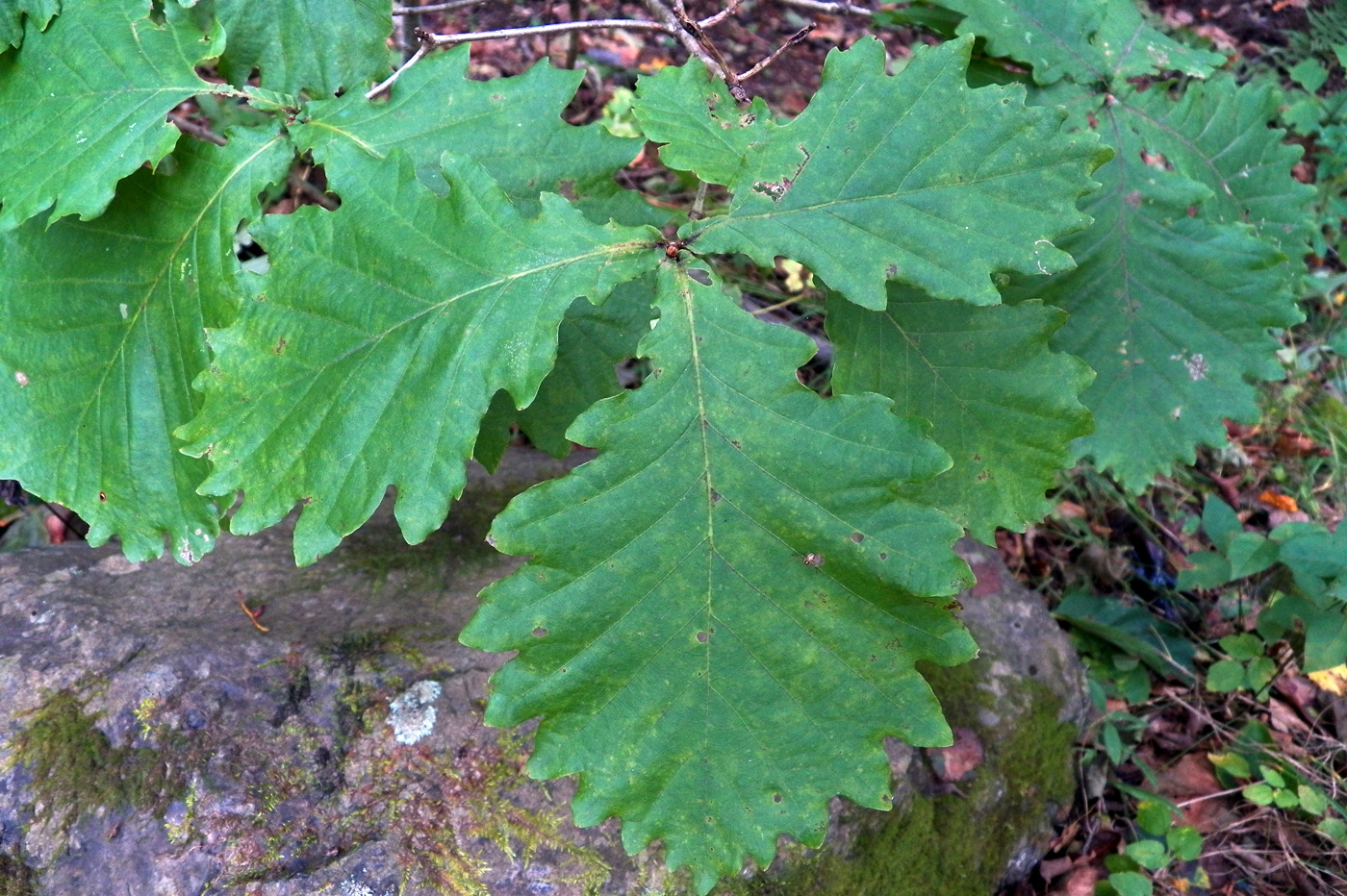 Изображение особи Quercus mongolica.