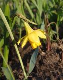 Narcissus pseudonarcissus