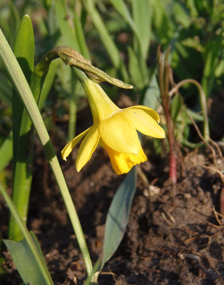 Изображение особи Narcissus pseudonarcissus.