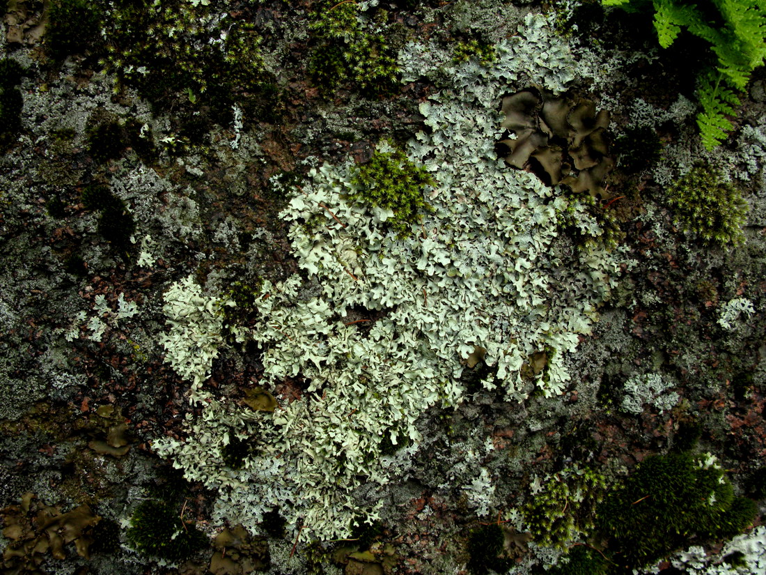 Изображение особи Xanthoparmelia stenophylla.