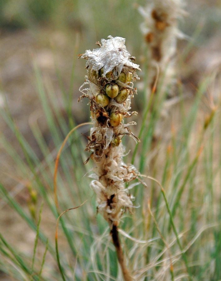 Изображение особи Asphodeline taurica.