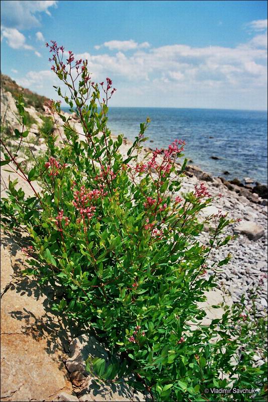 Image of Trachomitum tauricum specimen.