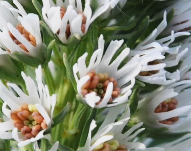 Image of Reseda alba specimen.