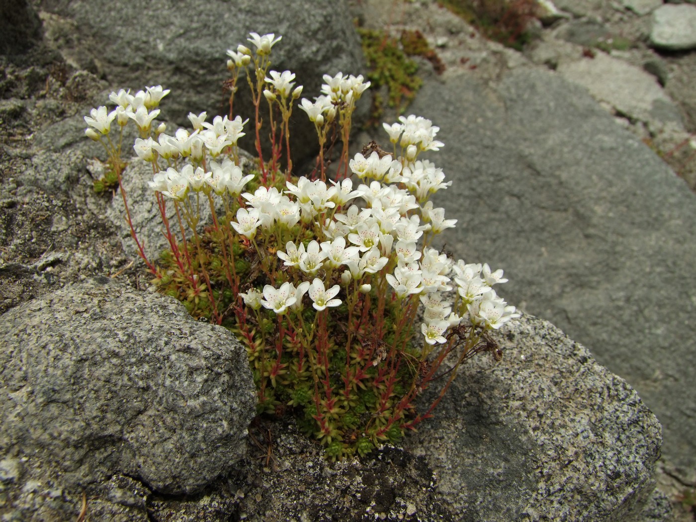 Изображение особи Saxifraga derbekii.