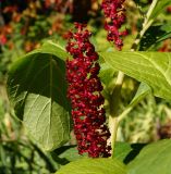 Phytolacca acinosa