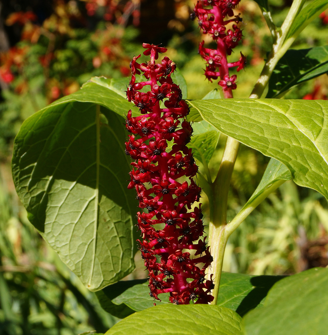 Изображение особи Phytolacca acinosa.