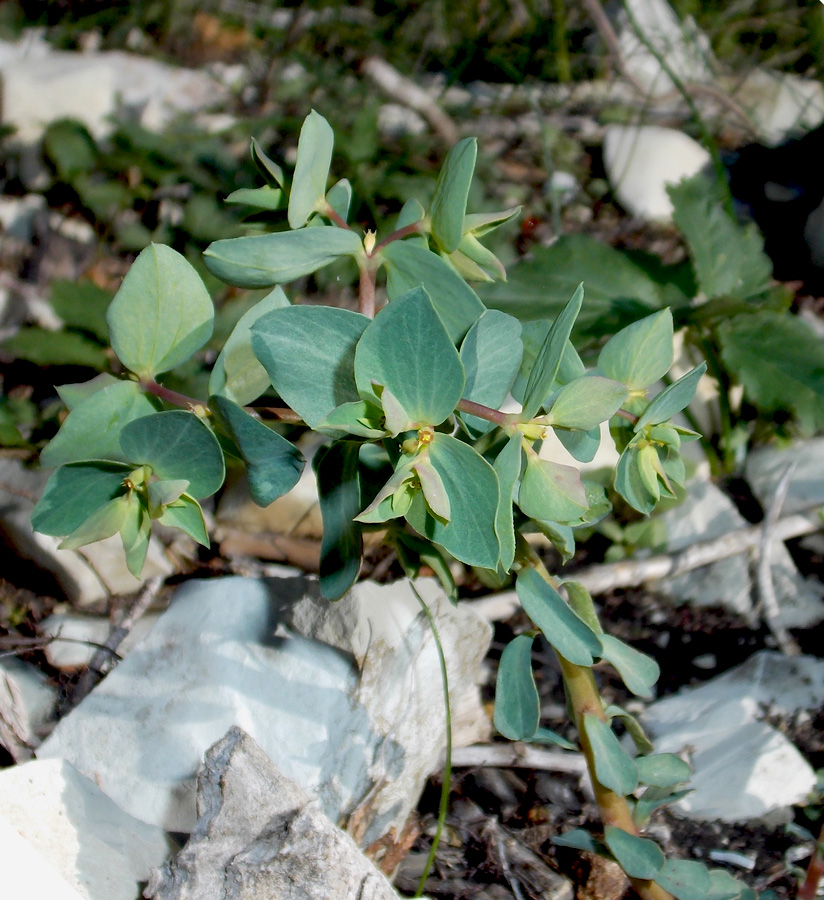 Image of Euphorbia aulacosperma specimen.