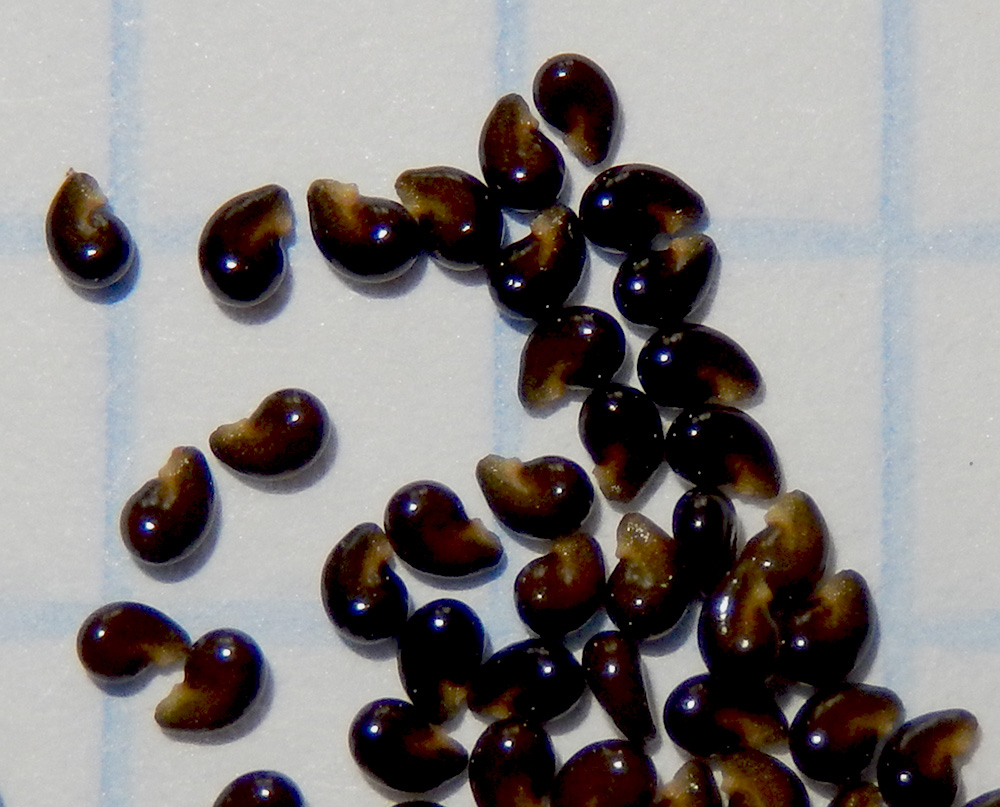 Image of Reseda lutea specimen.