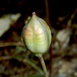 Tulipa australis