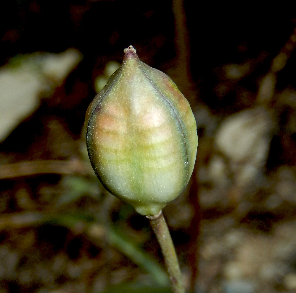 Изображение особи Tulipa australis.