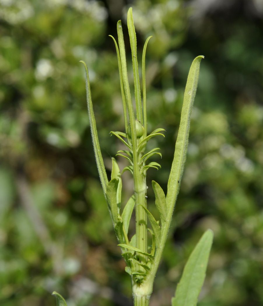 Image of Cephalaria ambrosioides specimen.