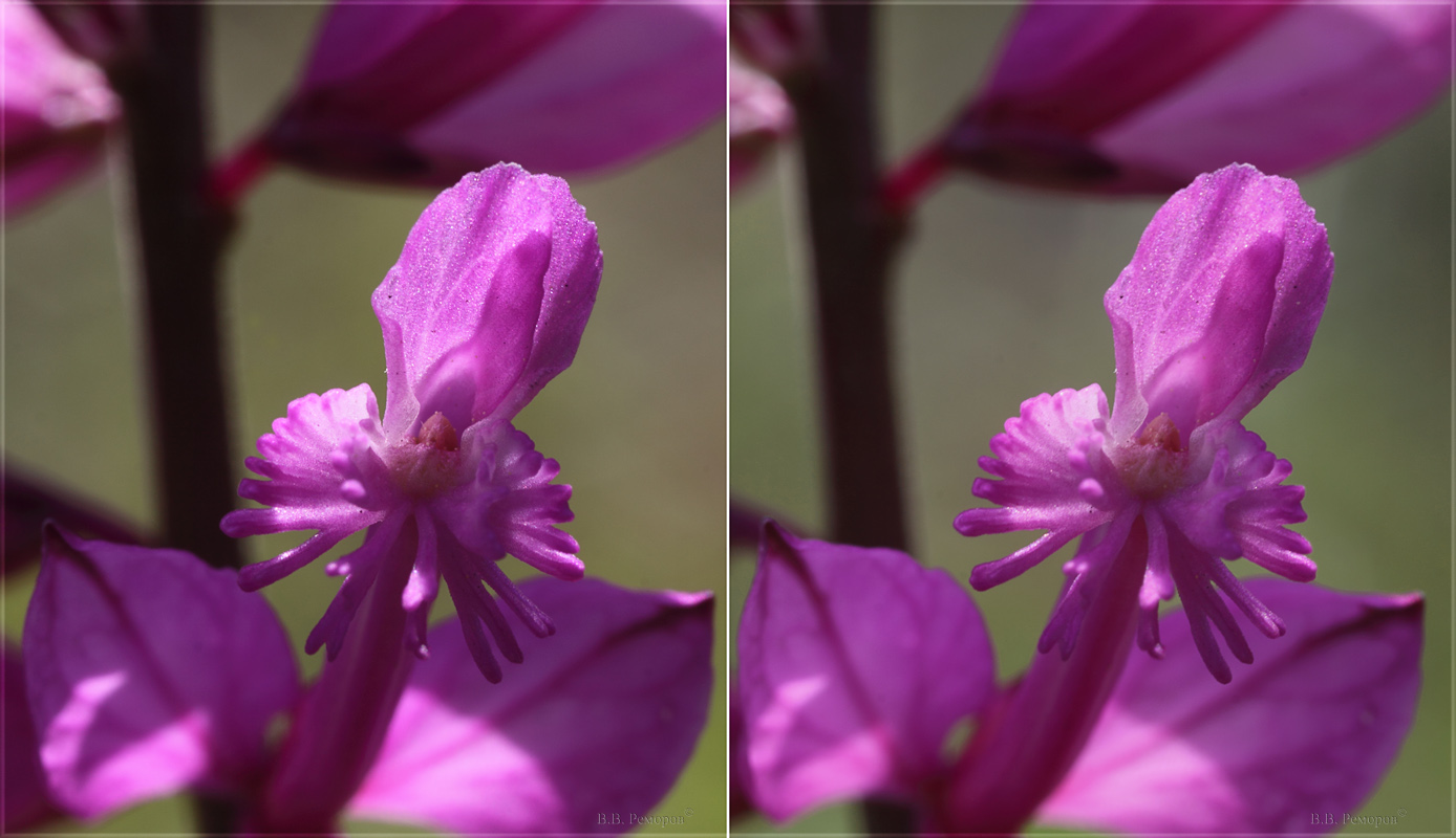 Image of Polygala major specimen.