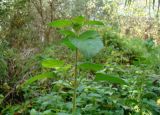 Mentha aquatica