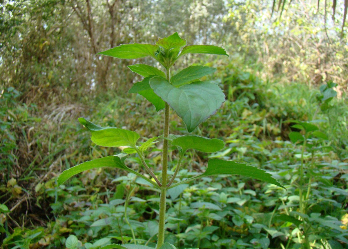 Image of Mentha aquatica specimen.