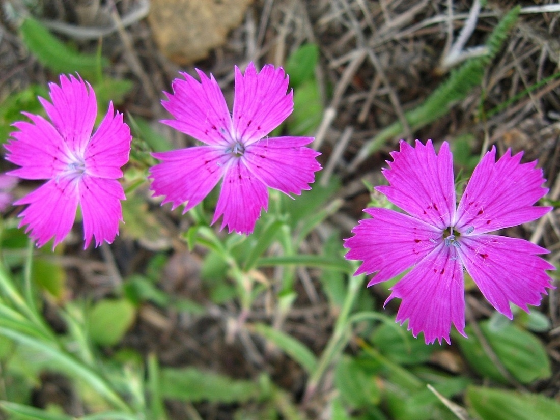 Изображение особи Dianthus versicolor.