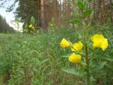 Oenothera