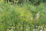 Cyperus papyrus. Верхушки побегов. Южный берег Крыма, Никитский ботанический сад, в культуре. 22 августа 2015 г.