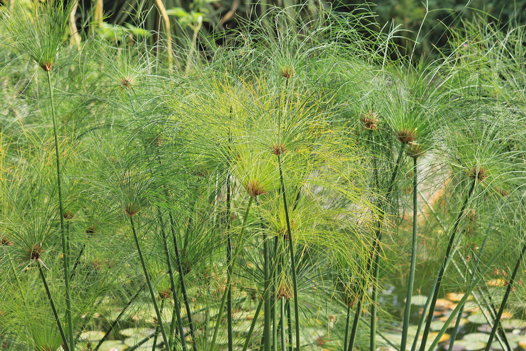 Изображение особи Cyperus papyrus.