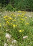 Senecio erucifolius. Цветущие растения. Пензенская обл., Каменский р-н, окр. с. Владыкино, луг в пойме р. Малый Атмис, у опушки \"Владыкинского леса\". 10 августа 2016 г.