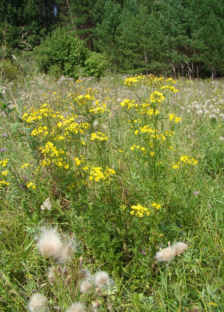 Изображение особи Senecio erucifolius.