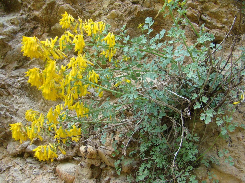 Изображение особи Corydalis subverticillata.