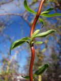 Salix &times; sepulcralis