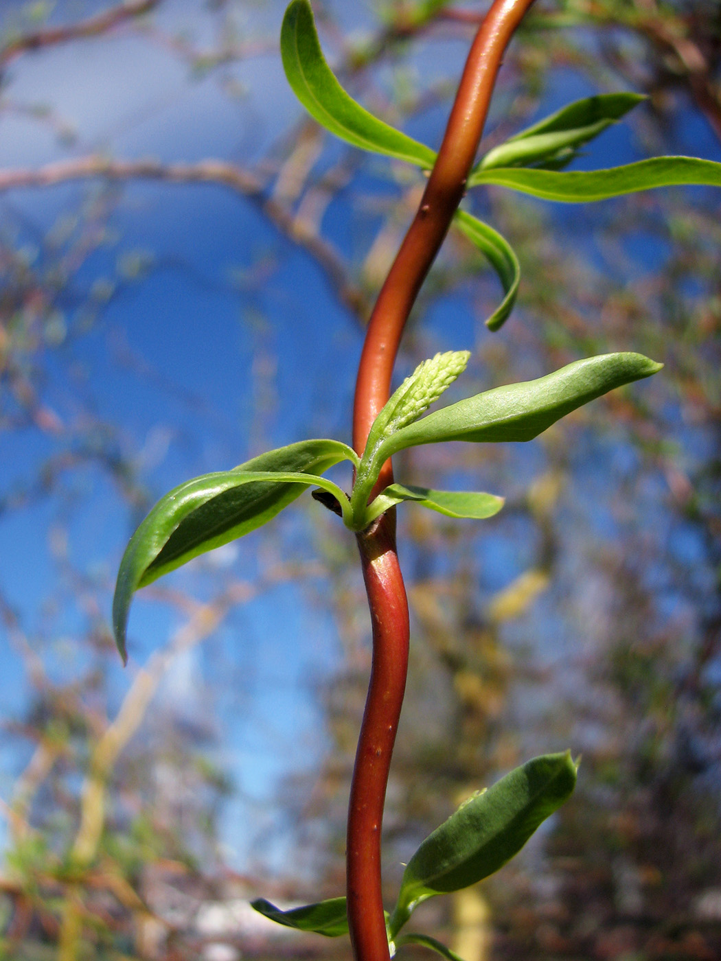 Изображение особи Salix &times; sepulcralis.