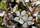 Cerasus tomentosa. Часть побега с цветами и распускающимися листьями. Молдова, Кишинев, Ботанический сад АН Молдовы, каменная горка. 10.04.2017.