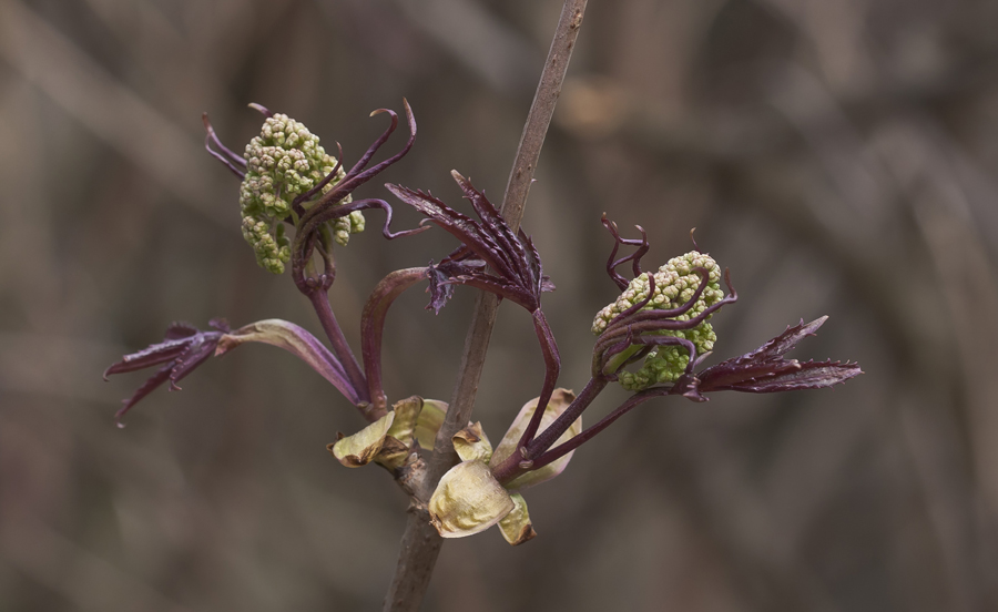 Image of Sambucus racemosa specimen.