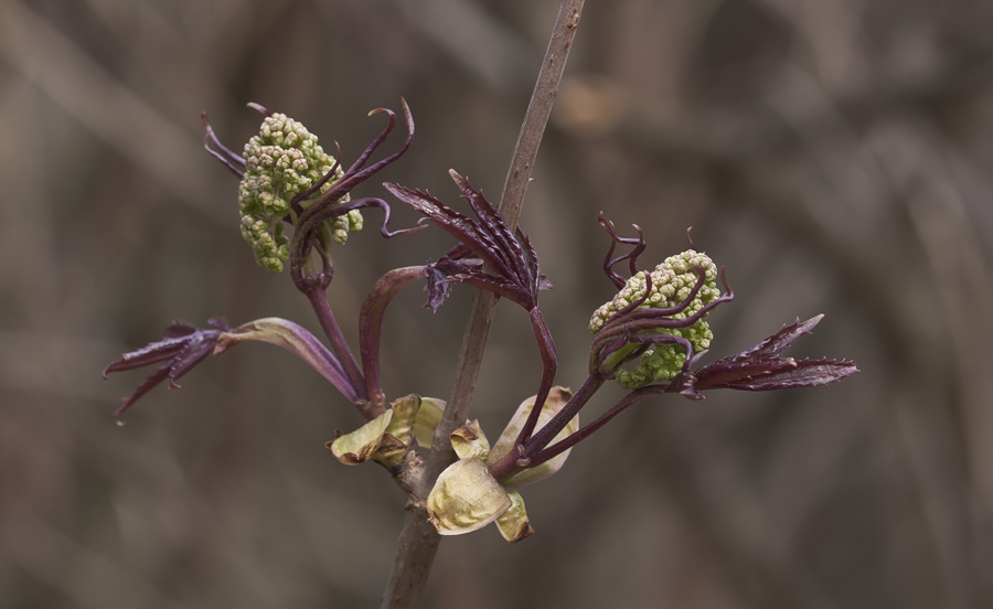 Изображение особи Sambucus racemosa.