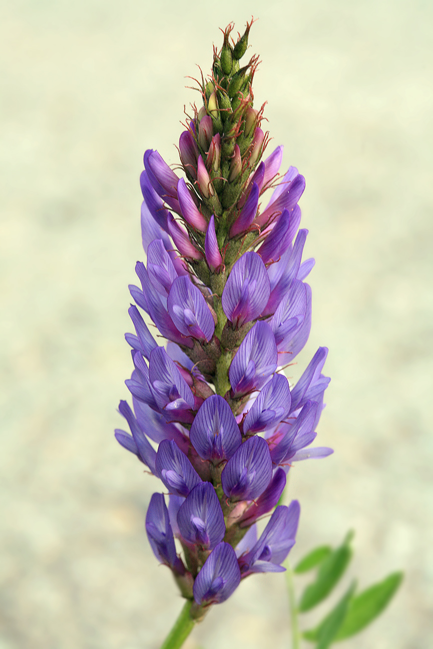 Image of Astragalus adsurgens specimen.