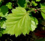 Crataegus submollis