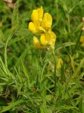 Lathyrus pratensis