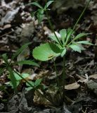 Ranunculus cassubicus. Прикорневой лист и основание растения. Пермский край, г. Пермь, Свердловский р-н, кладбище \"Южное\", между старыми могилами. 25.05.2017.