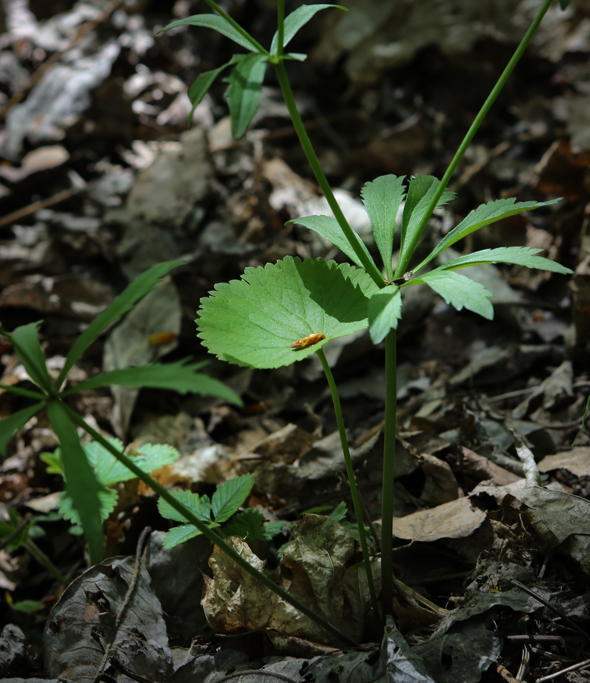 Image of Ranunculus cassubicus specimen.