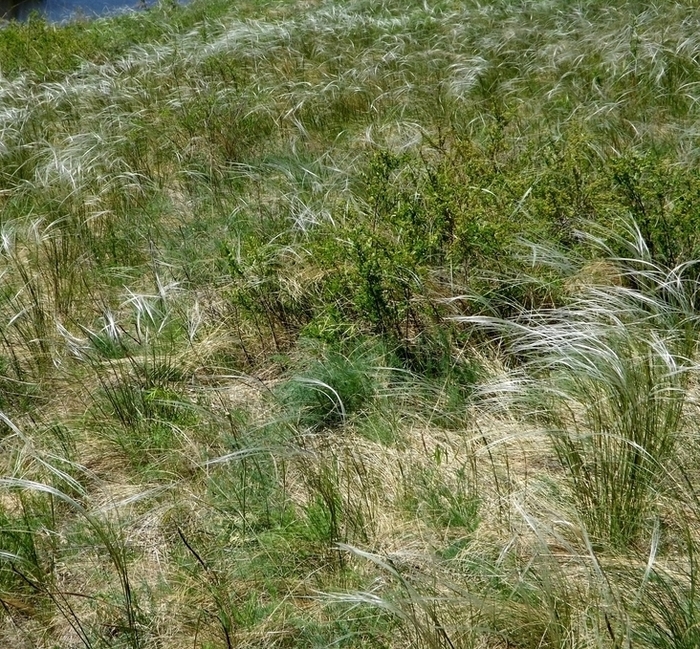 Изображение особи Stipa zalesskii.