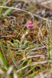Antennaria dioica. Расцветающее миниатюрное растение. Ленинградская обл., Гатчинский р-н, окр. пос. Пудость, луг на травертине на месте заброшенного карьера. 27.05.2017.