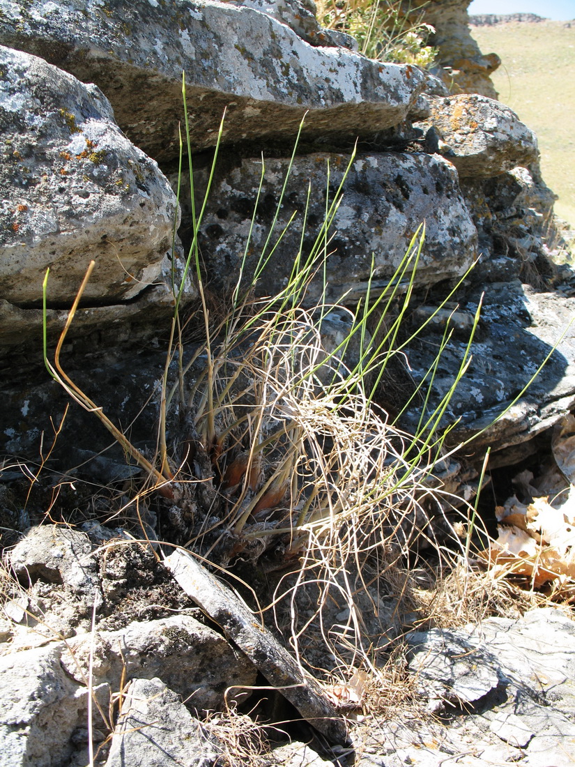 Image of genus Allium specimen.