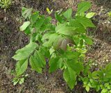 genus Fraxinus