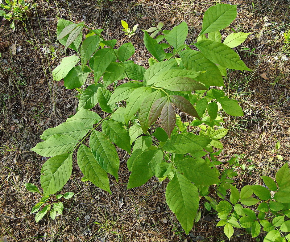 Image of genus Fraxinus specimen.