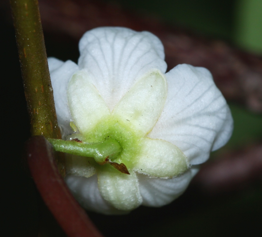 Image of Actinidia polygama specimen.