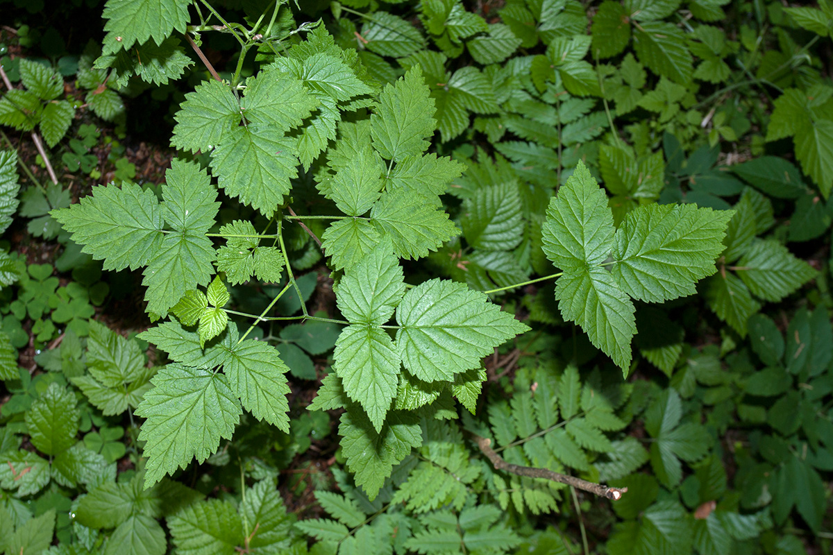 Изображение особи Rubus idaeus.