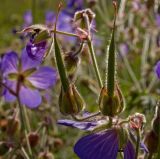 Geranium pratense. Плоды. Пермский край, Кунгурский р-н, долина р. Ирень в р-не урочища Кокуй, правый берег, луг. 22 июля 2017 г.