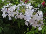 Plumbago auriculata