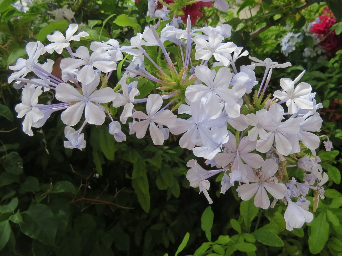 Image of Plumbago auriculata specimen.