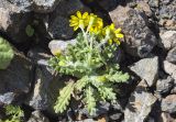 Senecio sosnovskyi