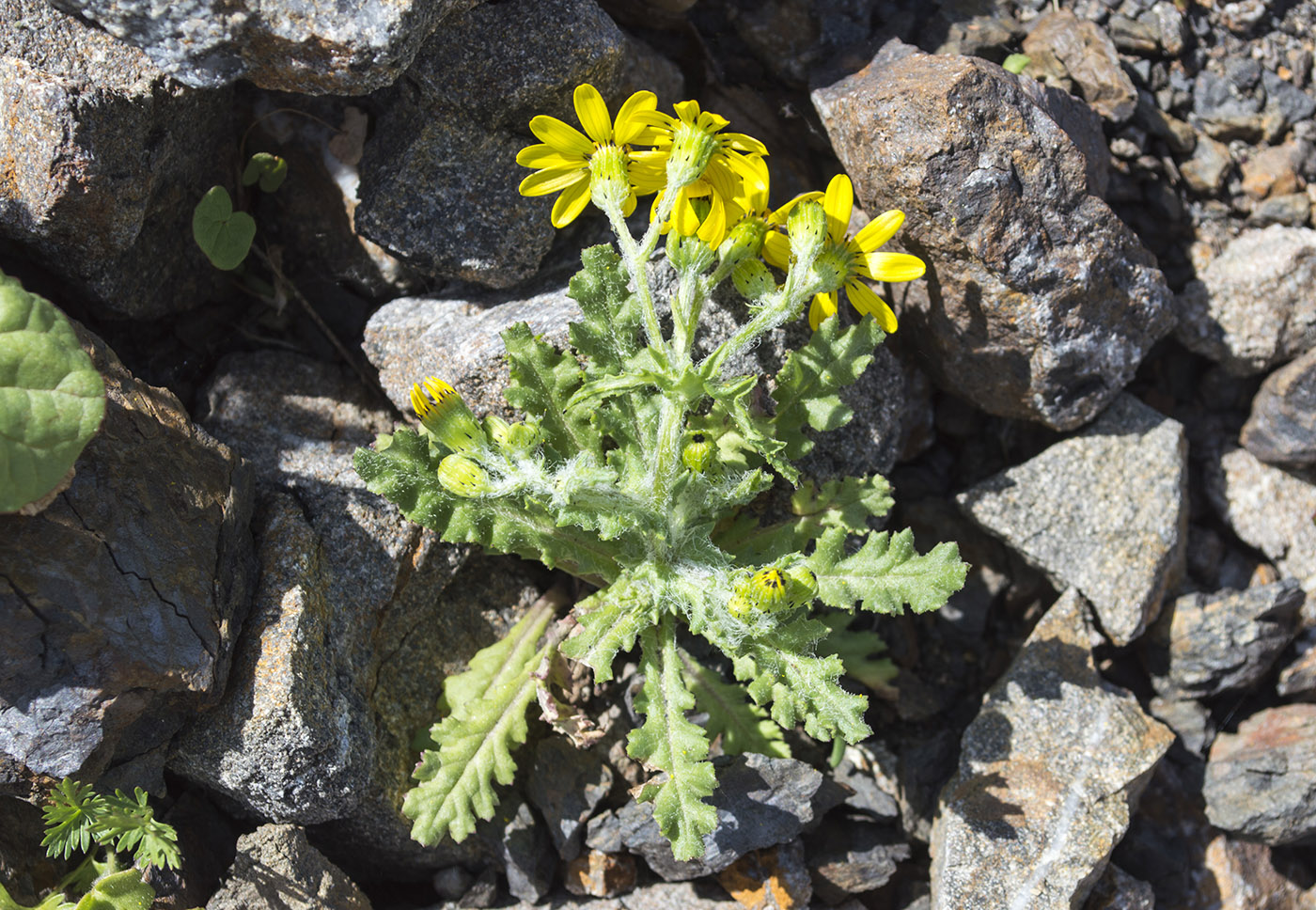 Изображение особи Senecio sosnovskyi.