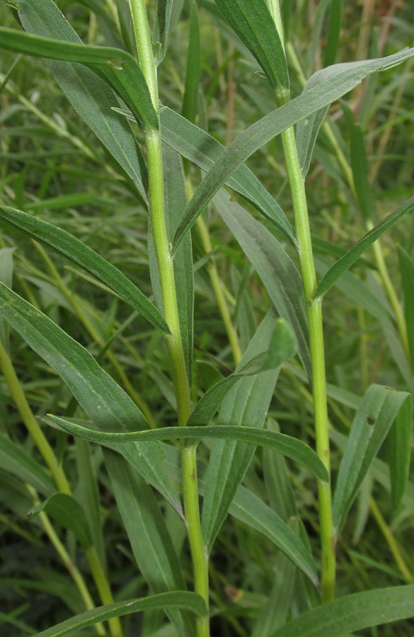 Image of Galatella biflora specimen.